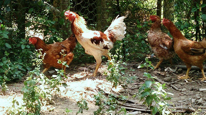 Import Export Poultry