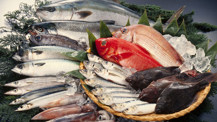 Import Export Seafood
