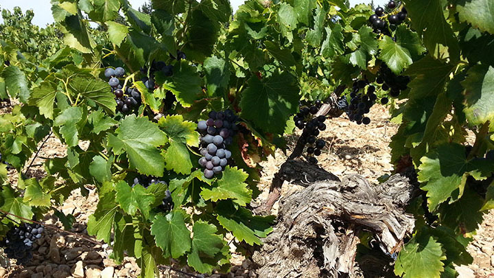 Import Export French Wine