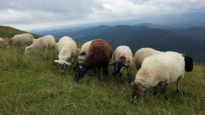 Import Export Lamb
