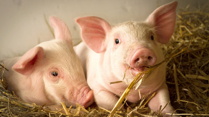 Import Export Pork