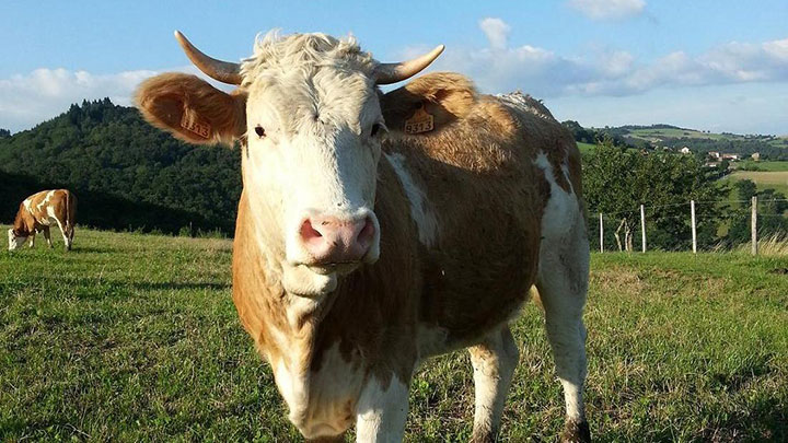 Import Export Beef